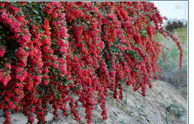 زرشک پفکی