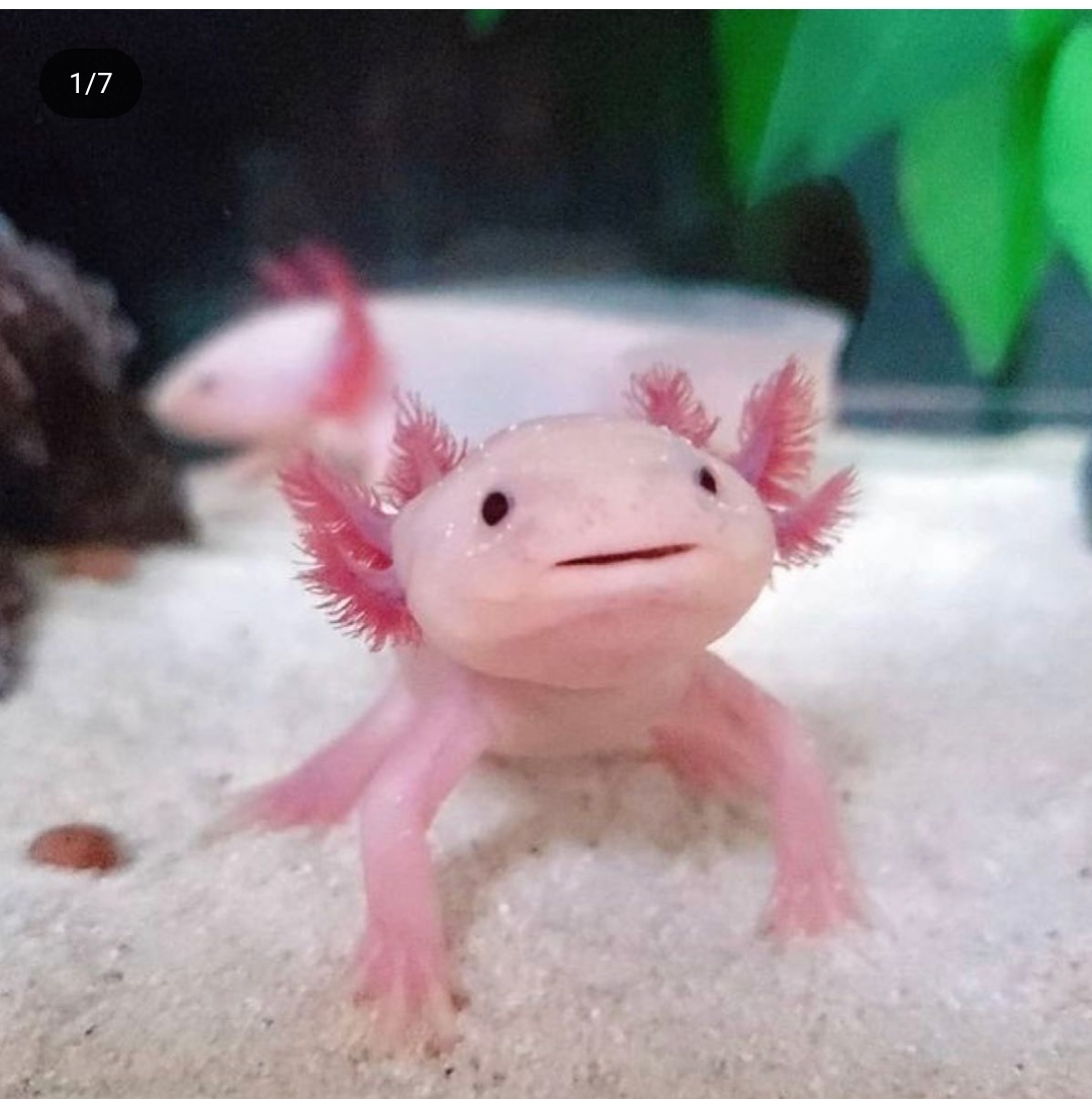 سمندر مکزیکی( Axolotl اَکسولوتِل)