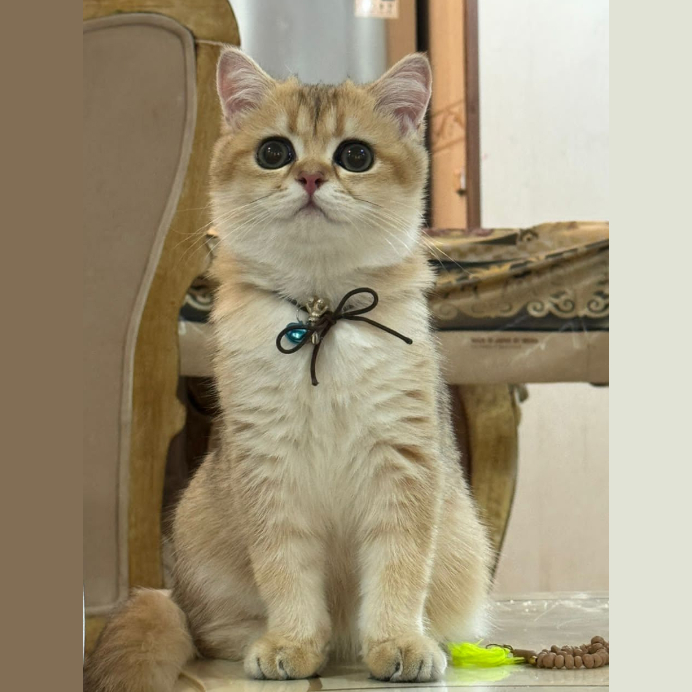 گربه بریتیش گلد