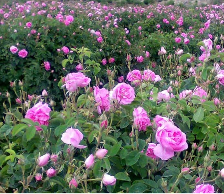 گل محمدی، بابونه