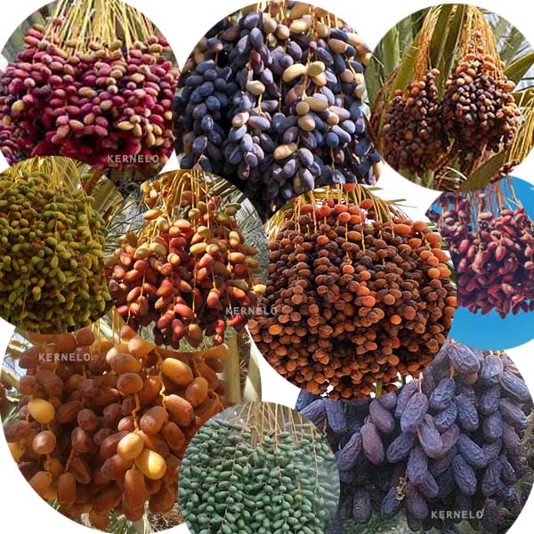 رطب مضافتی درجه یک امراب و پیارم