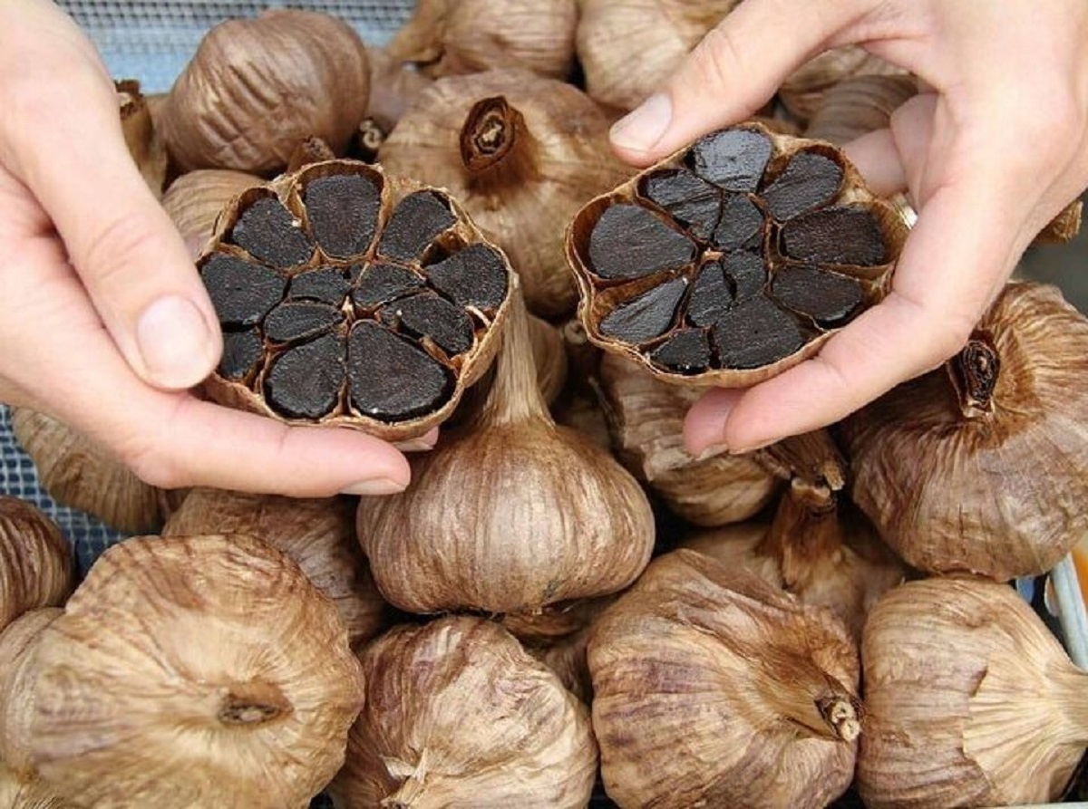 سیر سیاه