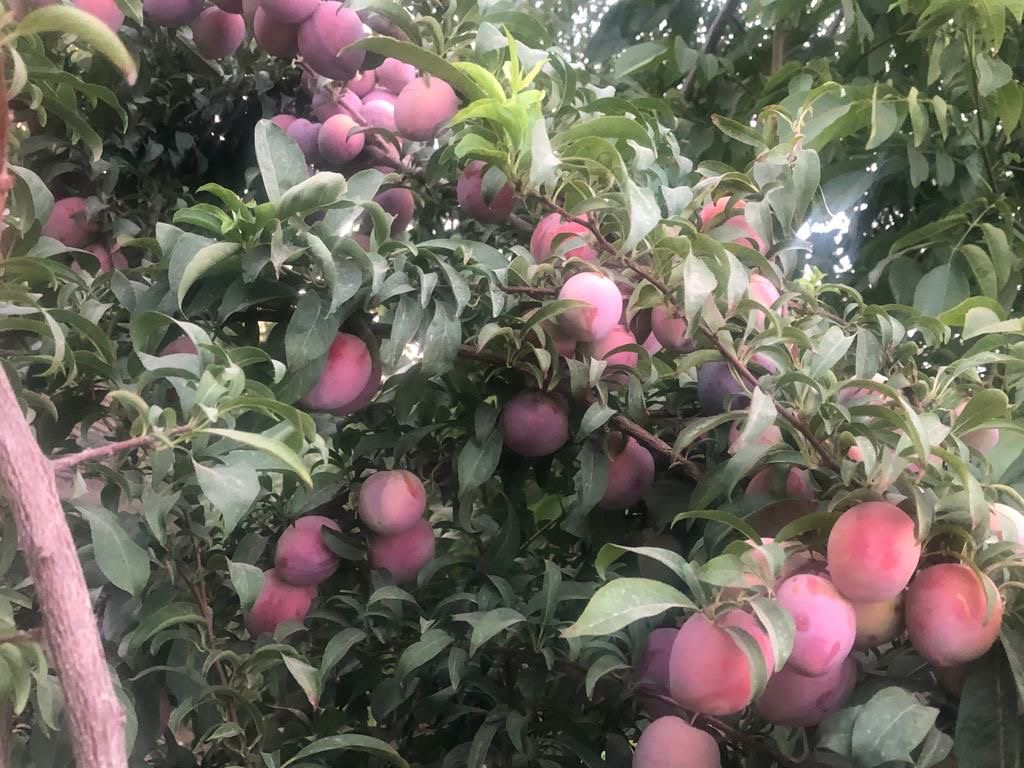 فروش باغ ویلا در منطقه ییلاقی کرشت