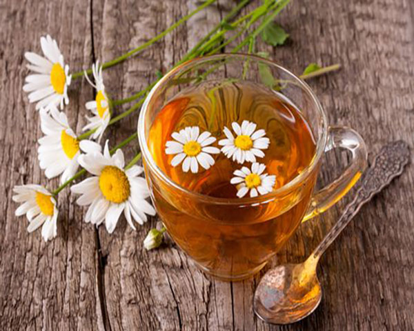 فروش گیاه بابونه
