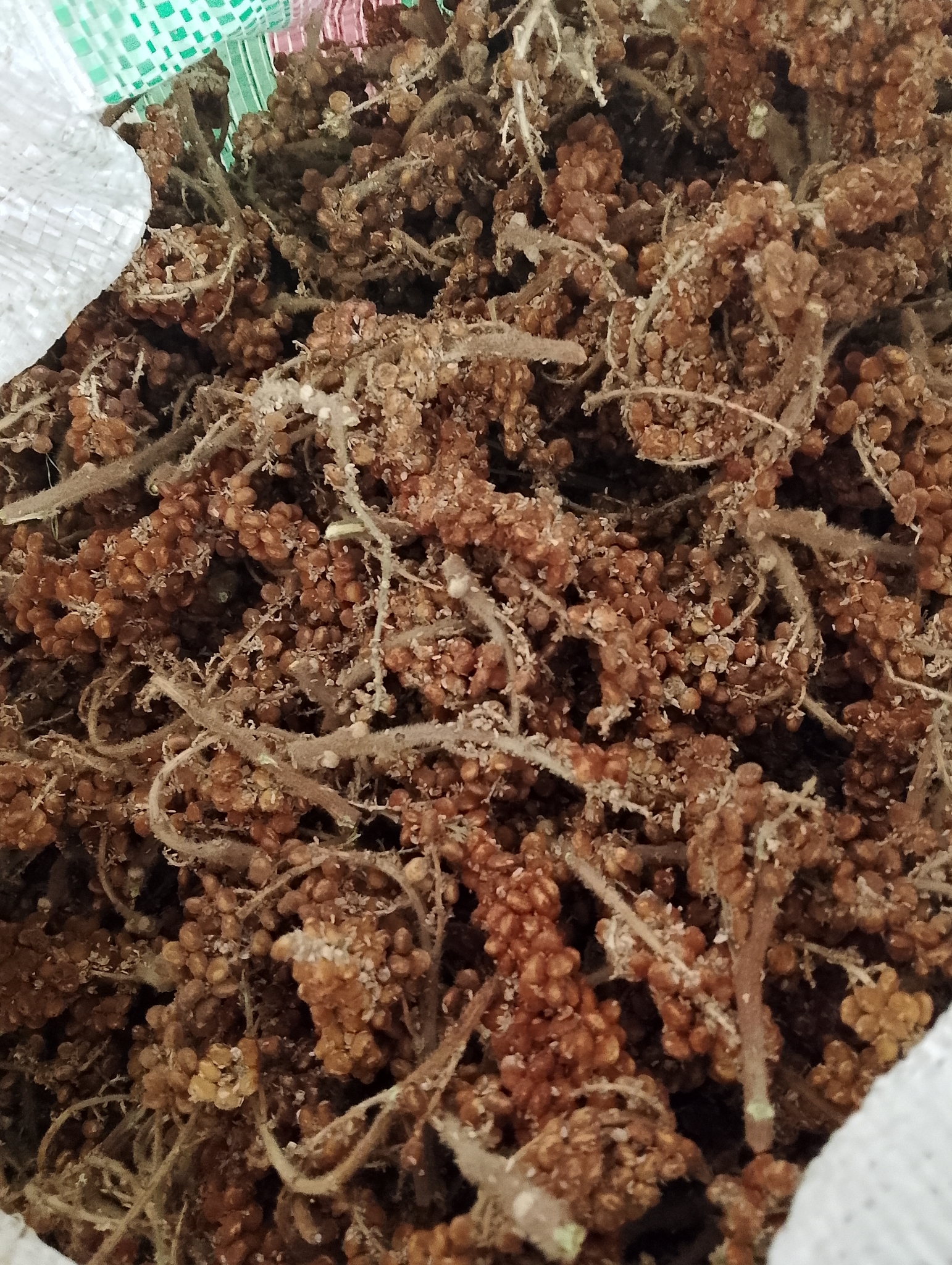 سماق تازه و درجه یک 