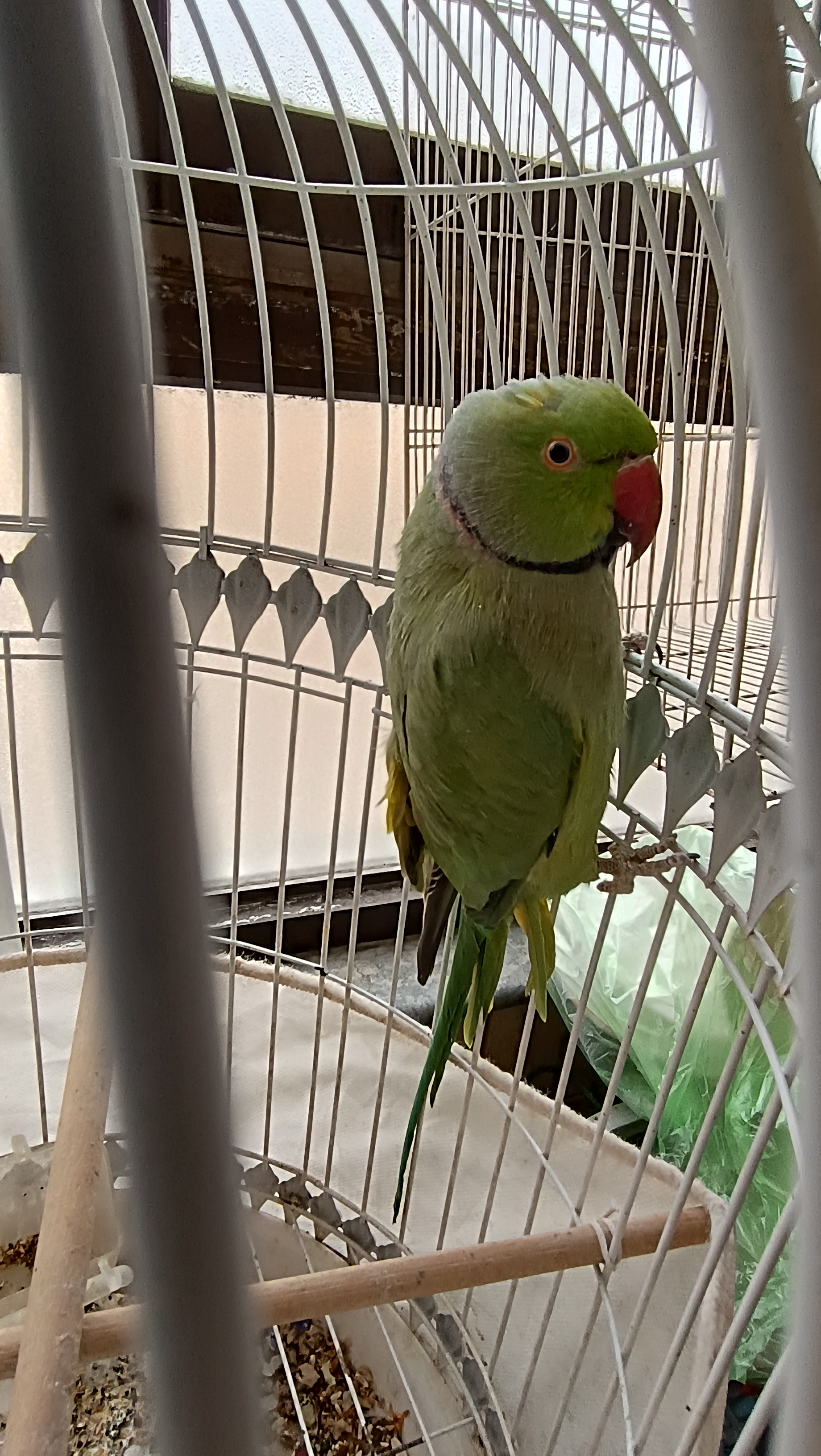 طوطی سبز