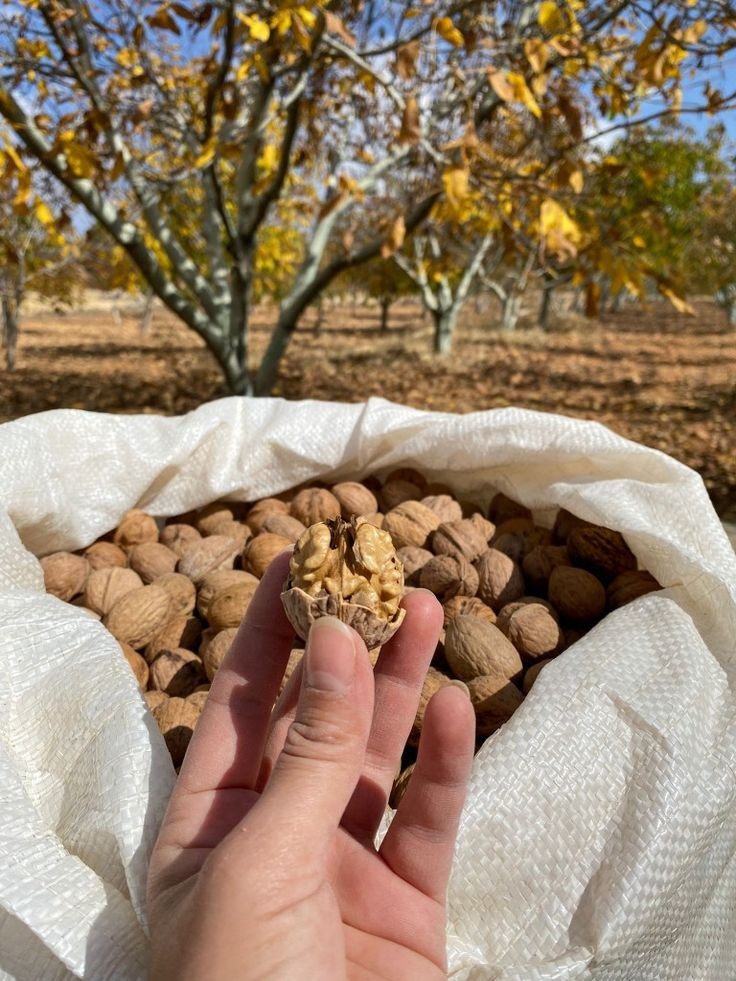 گردو کاغذی مراغه 