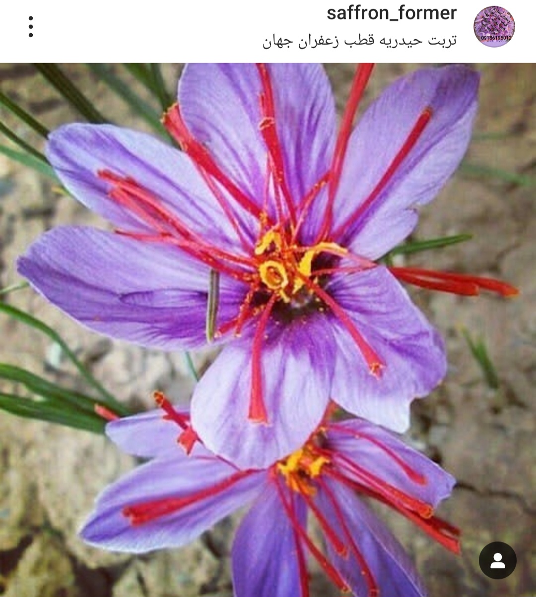 زعفران با کیفیت خرید مستقیم از کشاورز 