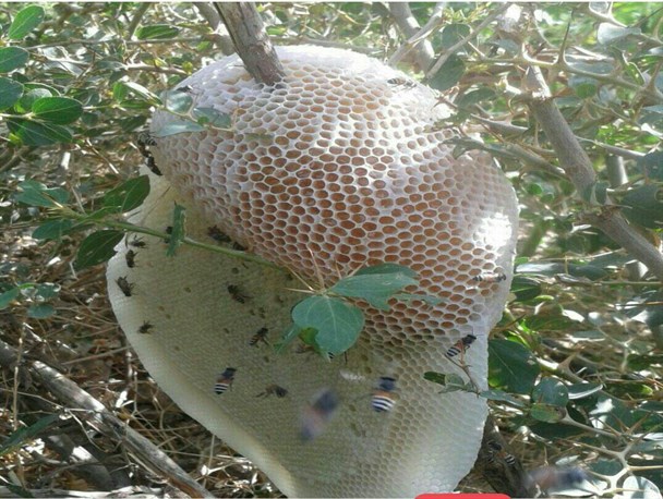 عسل وحشی 
