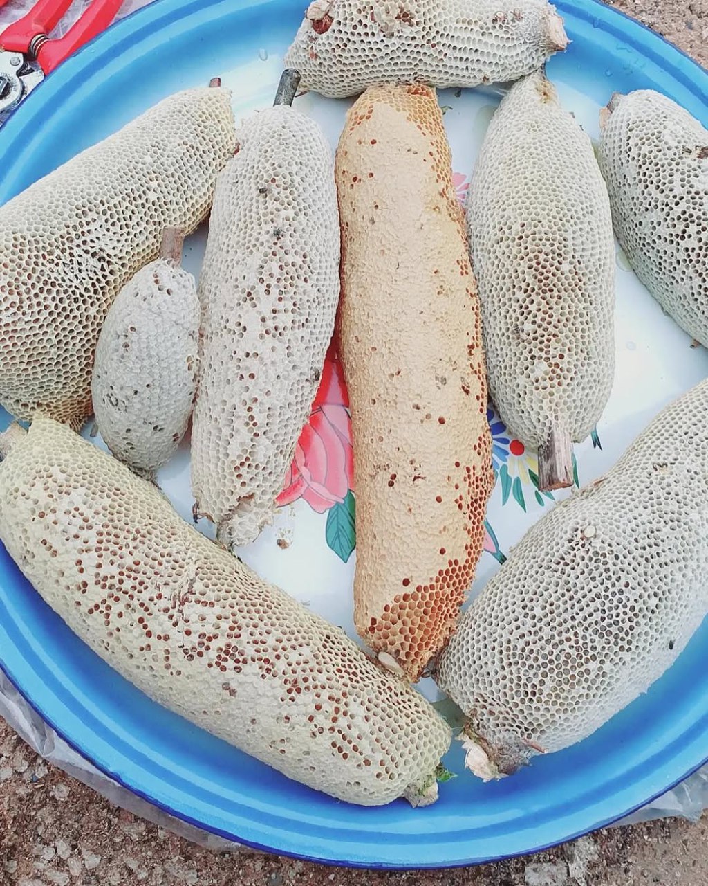 عسل وحشی