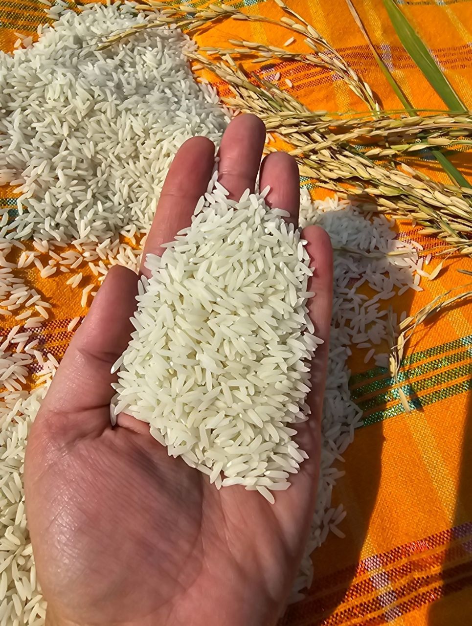 بهترین برنج وچای ممتاز ایرانی