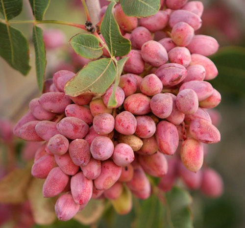 پسته درجه یک