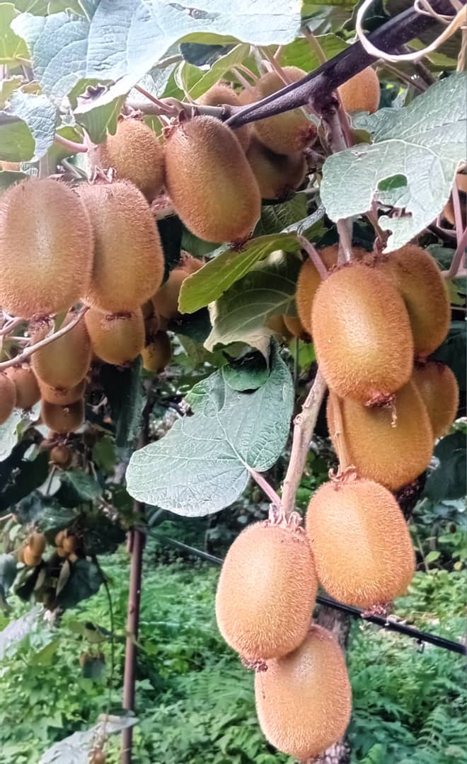 فروش میوه کیوی بصورت عمده