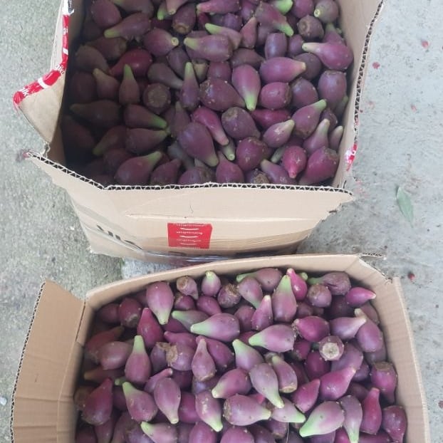 میوه کاکتوس