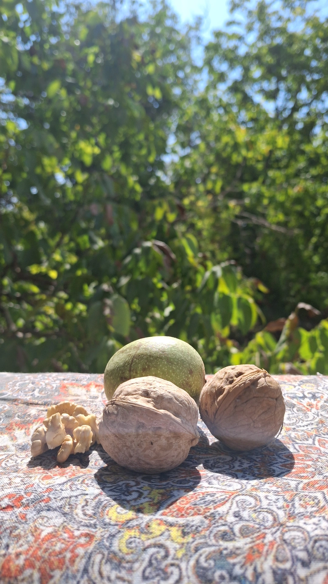 گردوی تازه و ارگانیک علی بابا