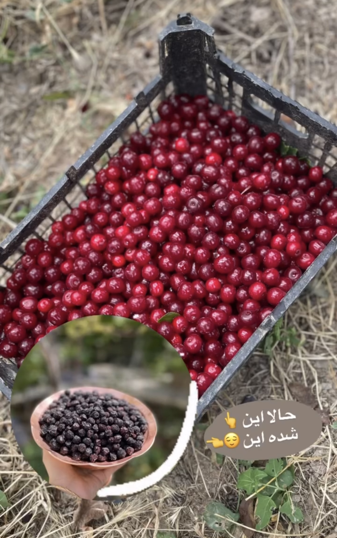 آلبالو خشکه