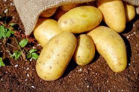 Grade 1 potatoes