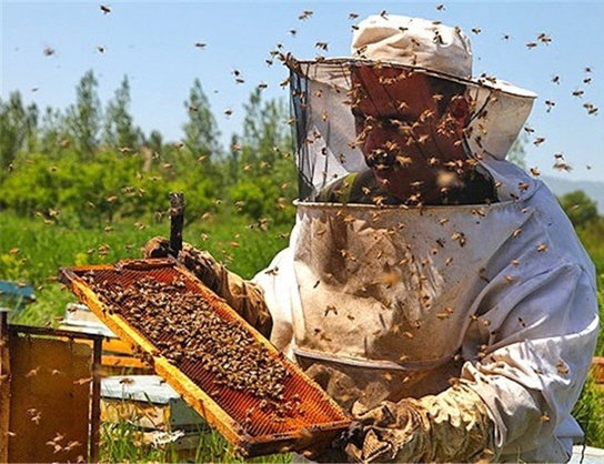 عسل ۴۰گیاه  طبیعی سبلان