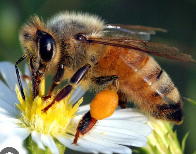 عسل صد در صد طبیعی 