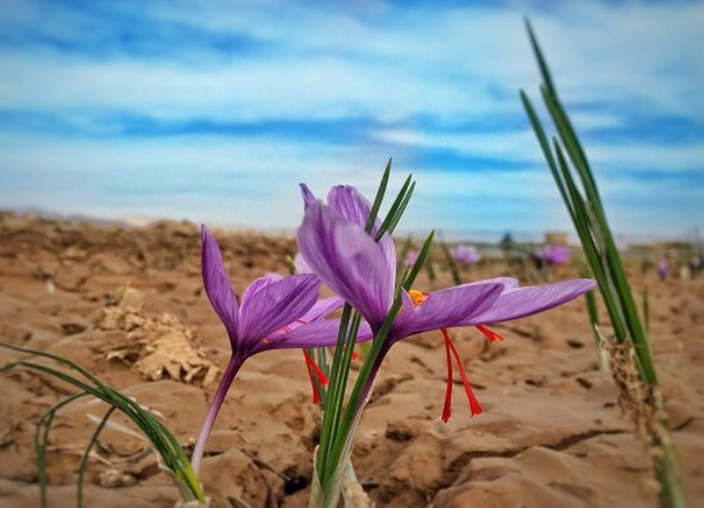 زعفران ایران
