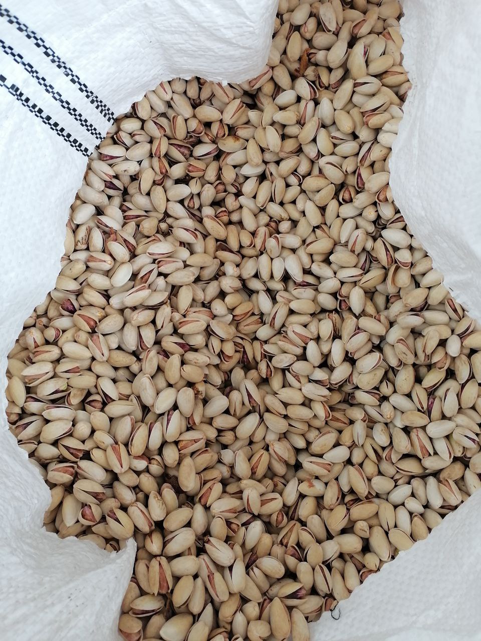 پسته Pistachio