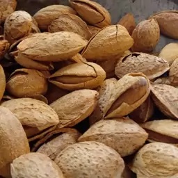 بادام کاغذی