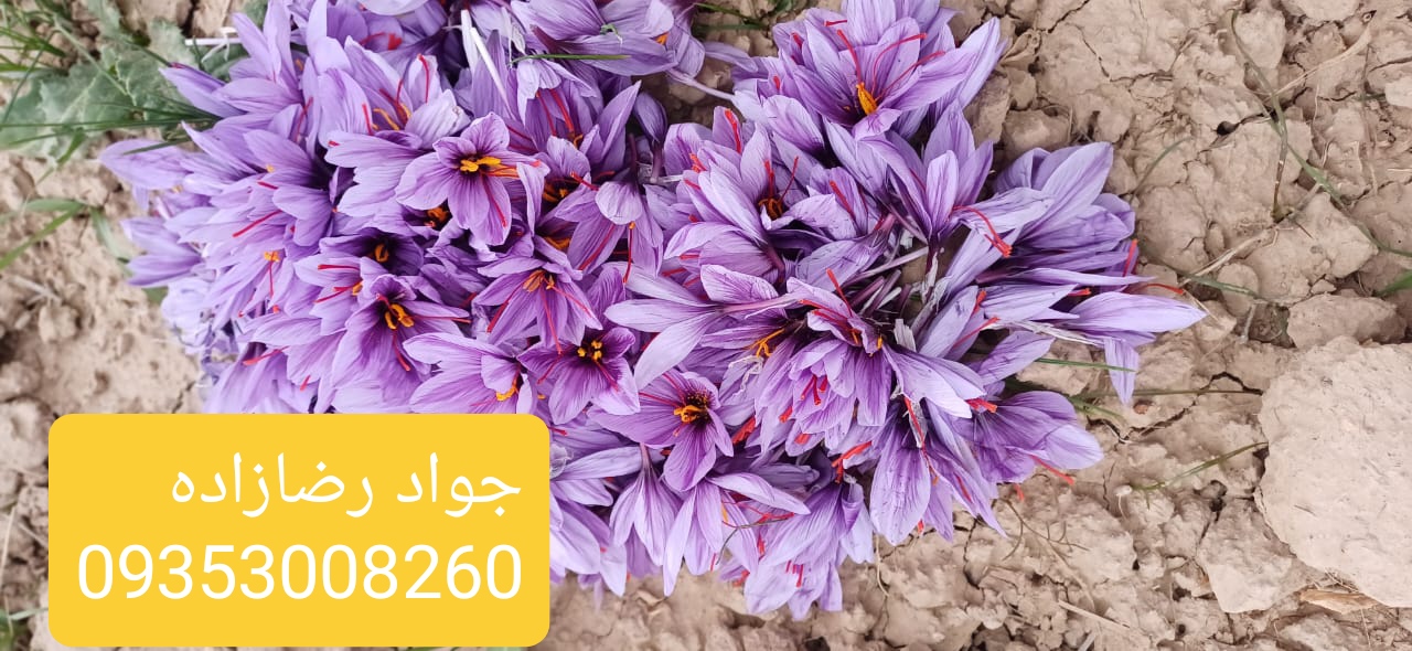 زعفران رویال نگین قلم درشت