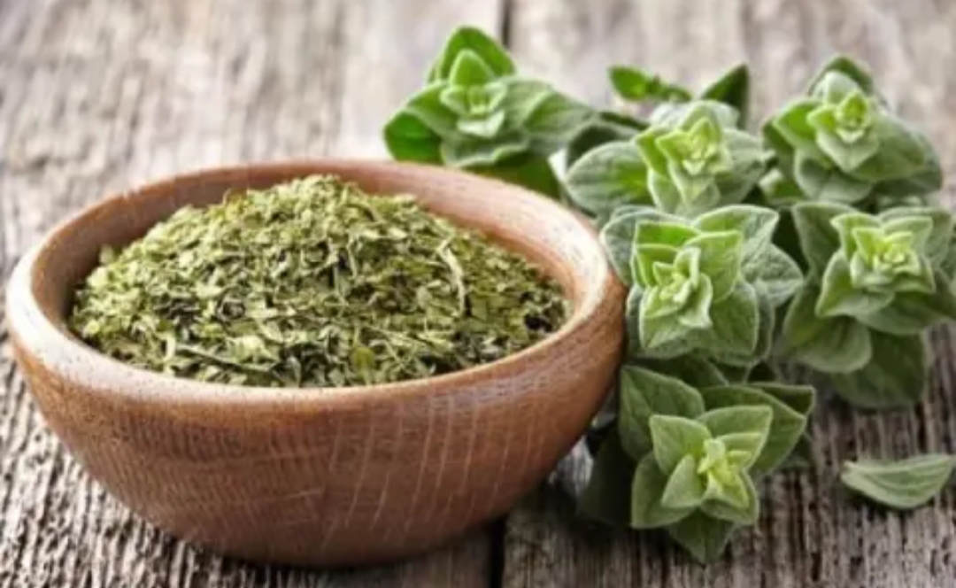آویشن کوهی 