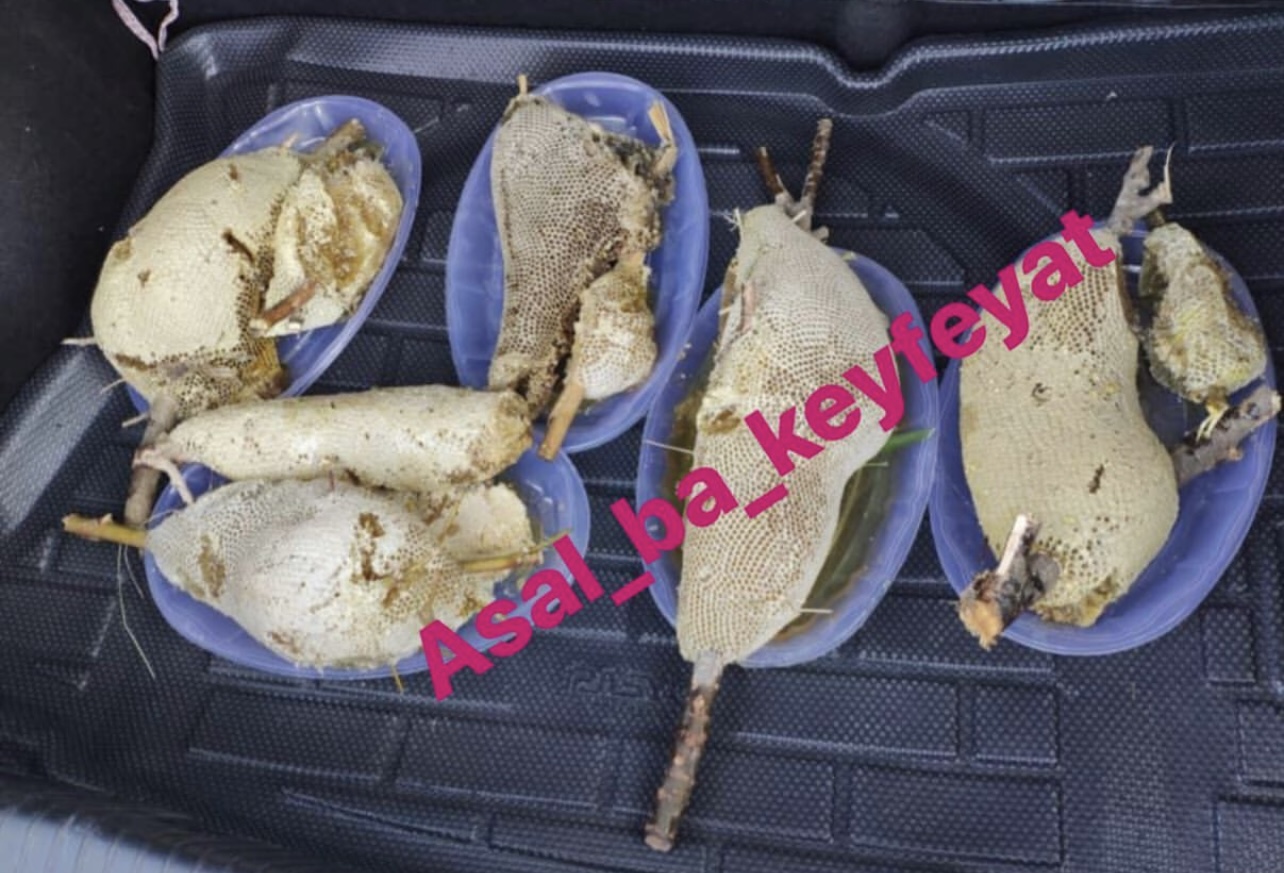 عسل وحشی 