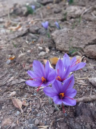 عرقیجات و ادویه ناب کاشان