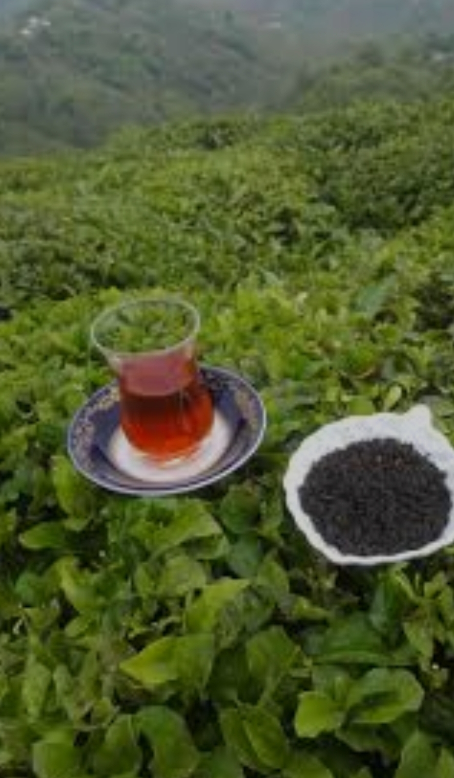 چای محلی ممتاز درجه 1