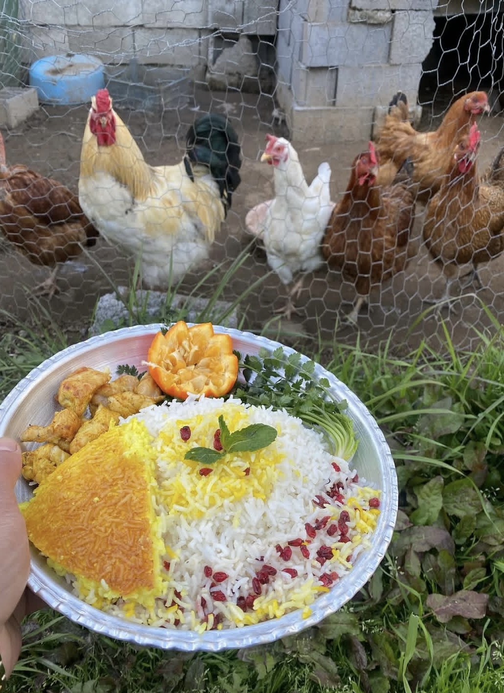 چای برنج بادام کلوچه اصل لاهیجان