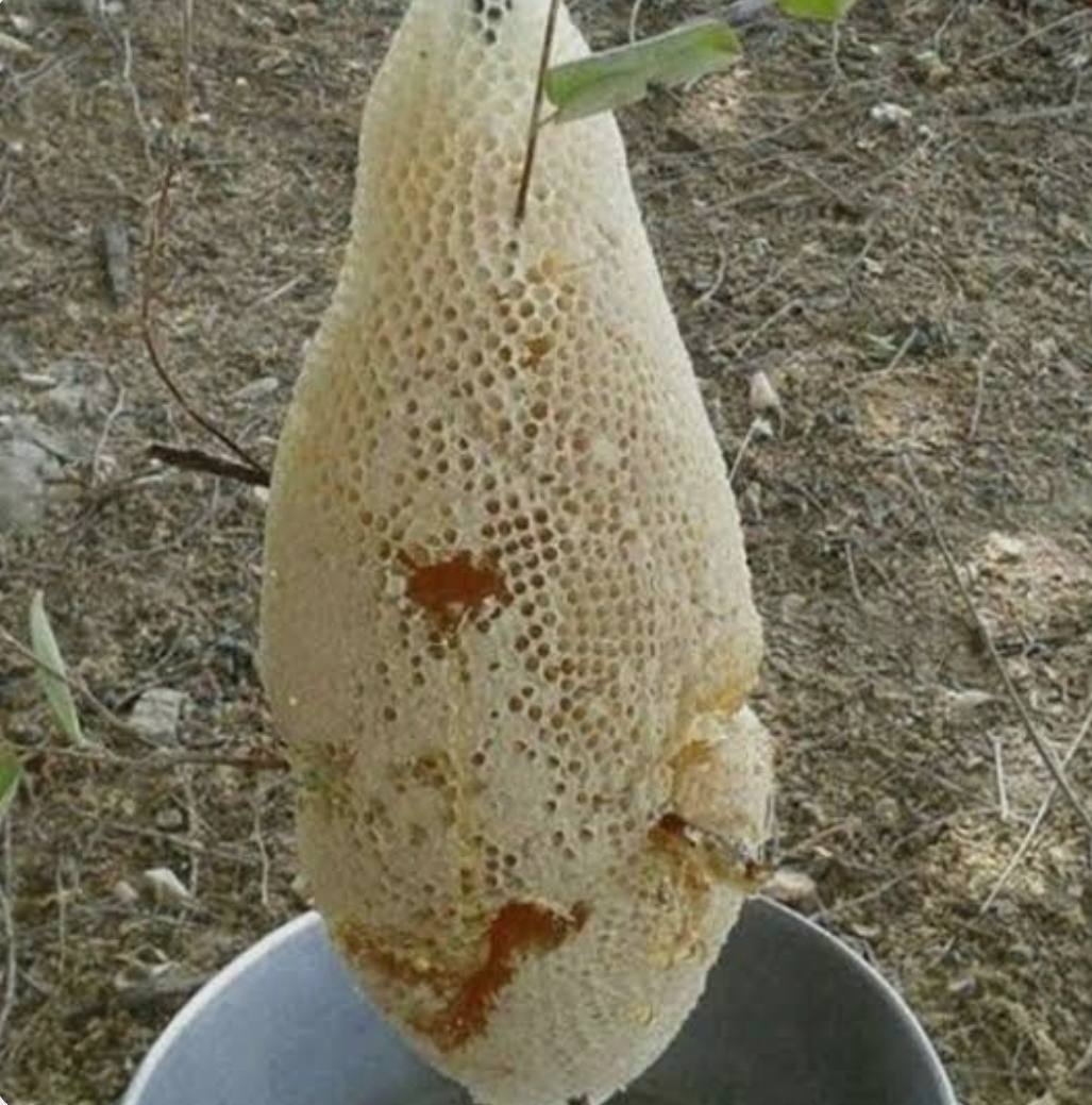 فروش عسل