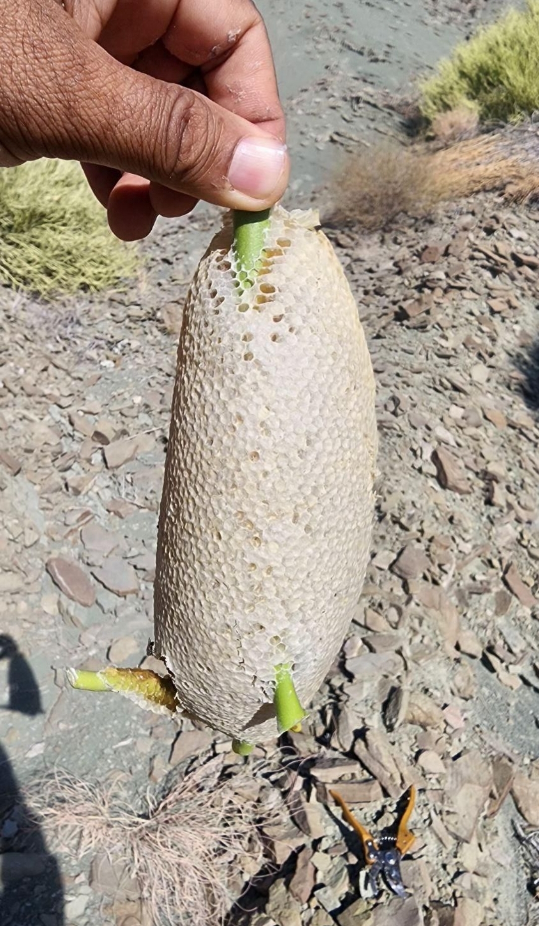 عسل طبیعی 