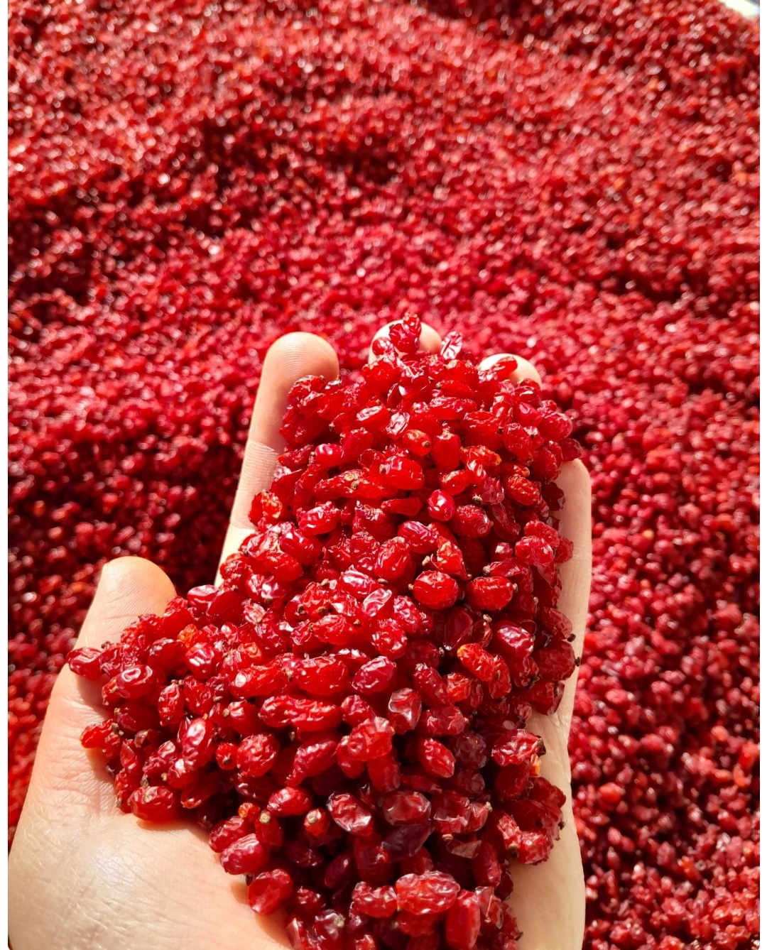 زرشک تازه و درجه۱ خراسان
