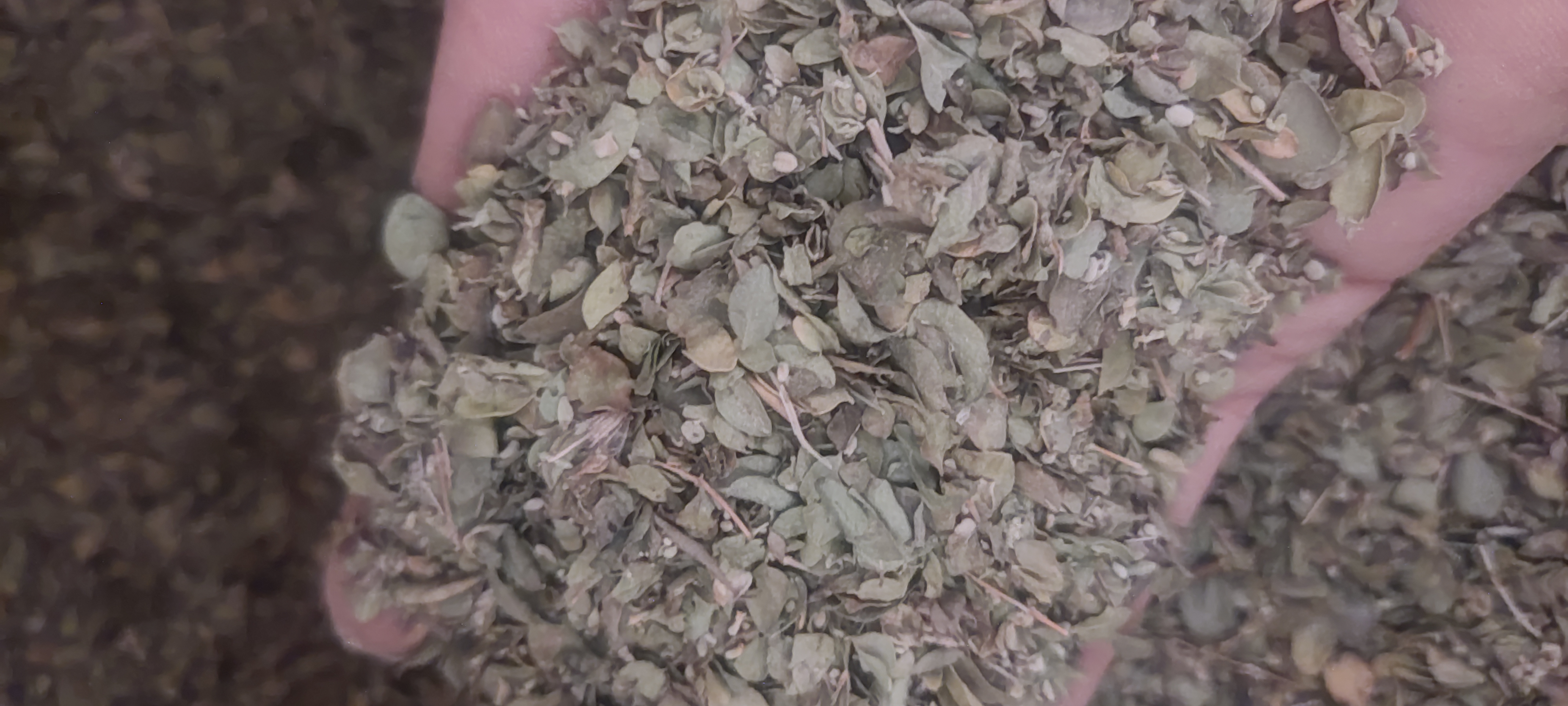 انواع آویشن، چای ترش