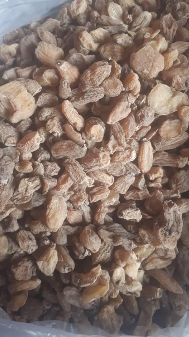 ثعلب مصری