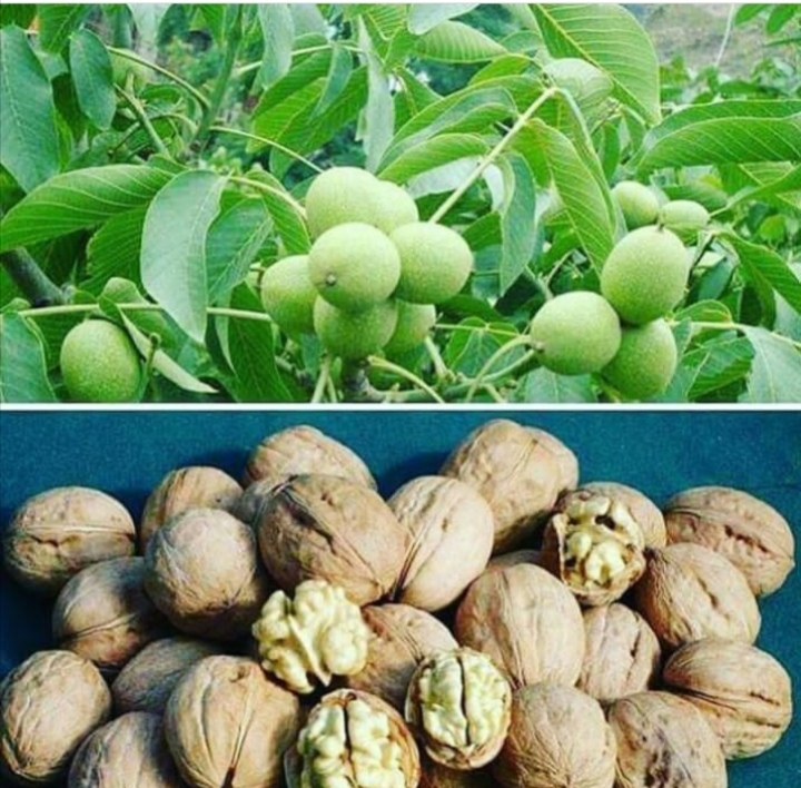 محصولات خشکبار