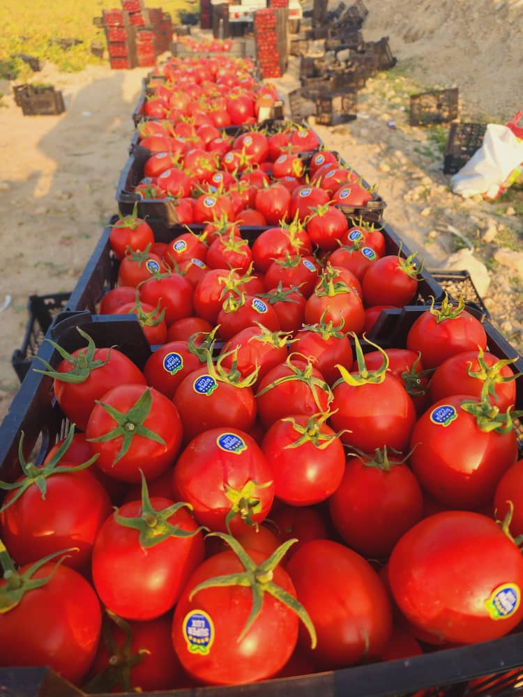 فروش گوجه فرنگی 