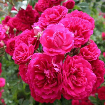 بذر گل محمدی