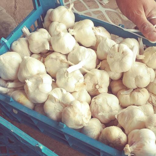 سیر خشک همدان 