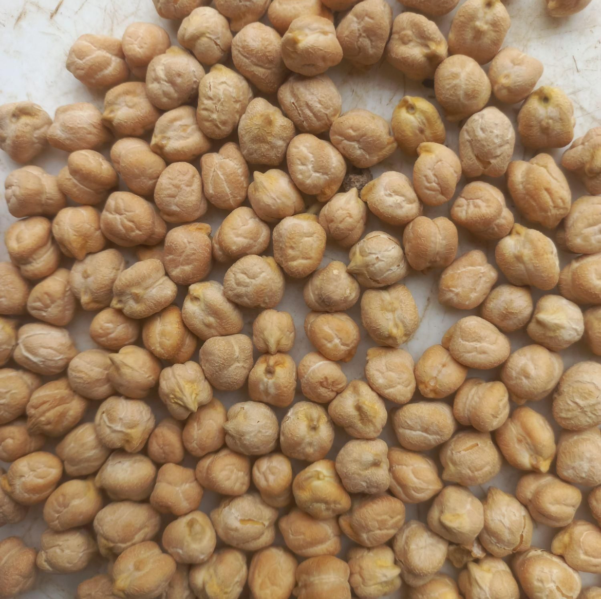 نخود اَعْلا