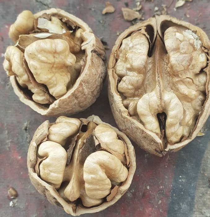 گردو