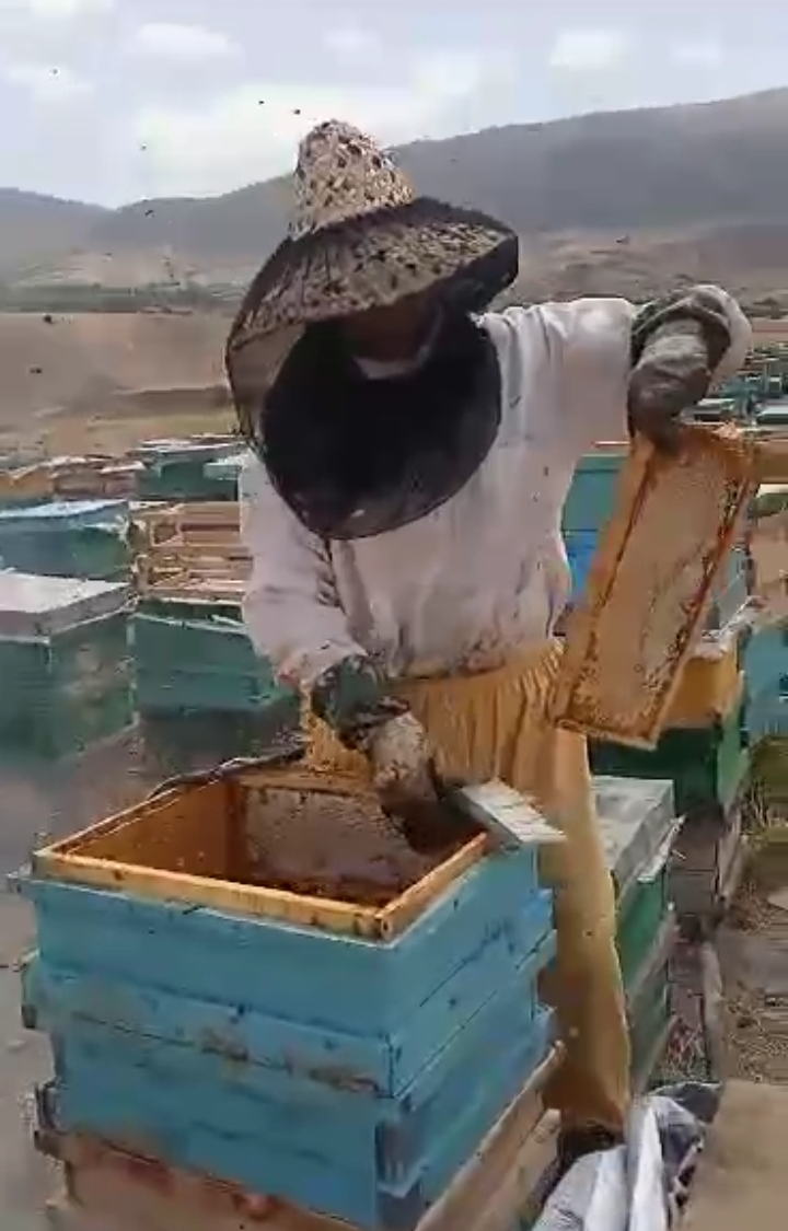 عسل ،گرده،ژل رویال از محصولات سبلان