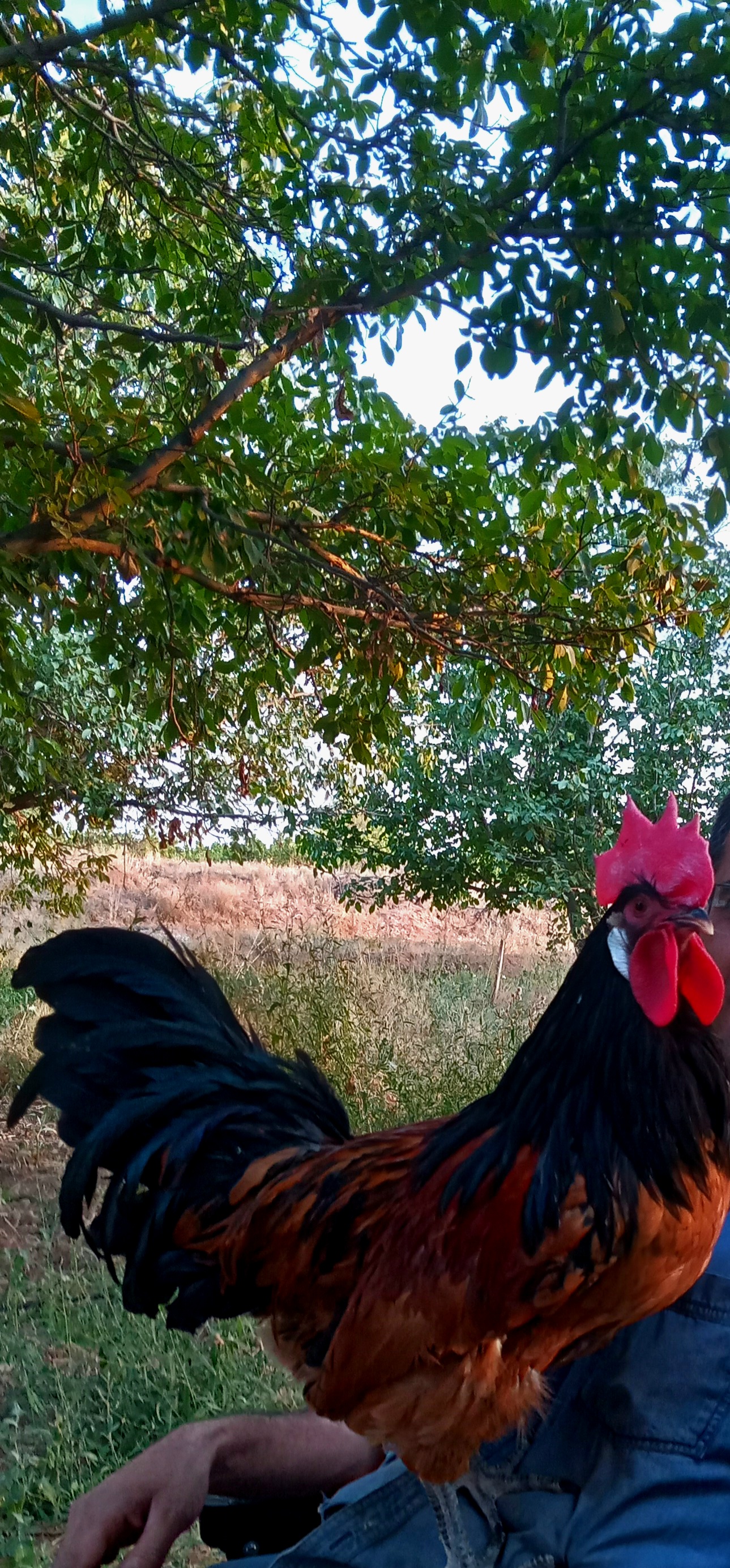 مرغ و خروس ورورک و اپنزلر