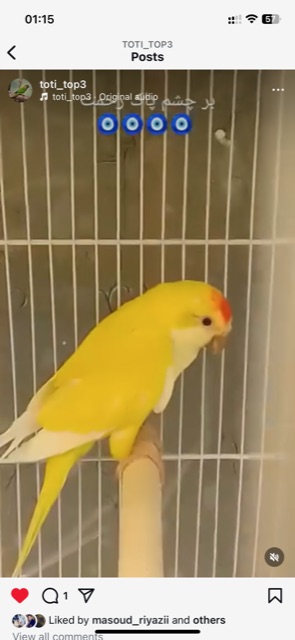 طوطی