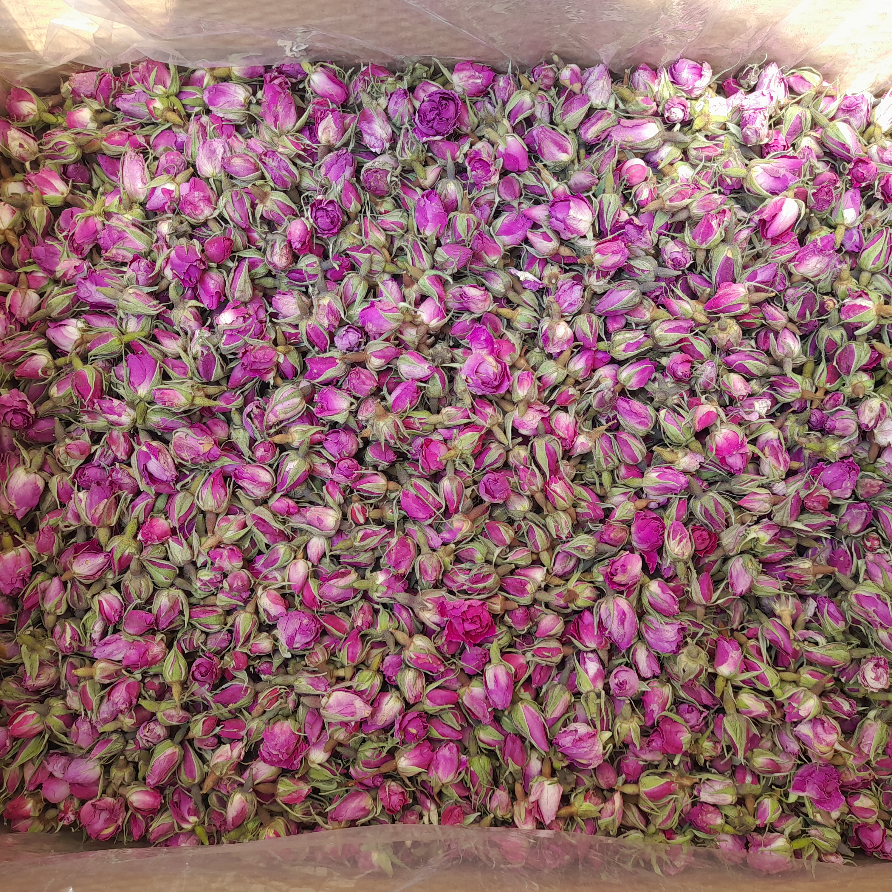 غنچه گل محمدی 