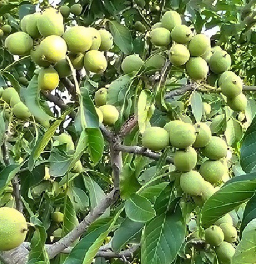 گردو و عسل اعلاء