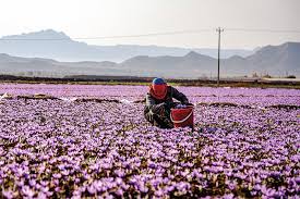 فروش عمده زعفران وسوغاتی ایرانی