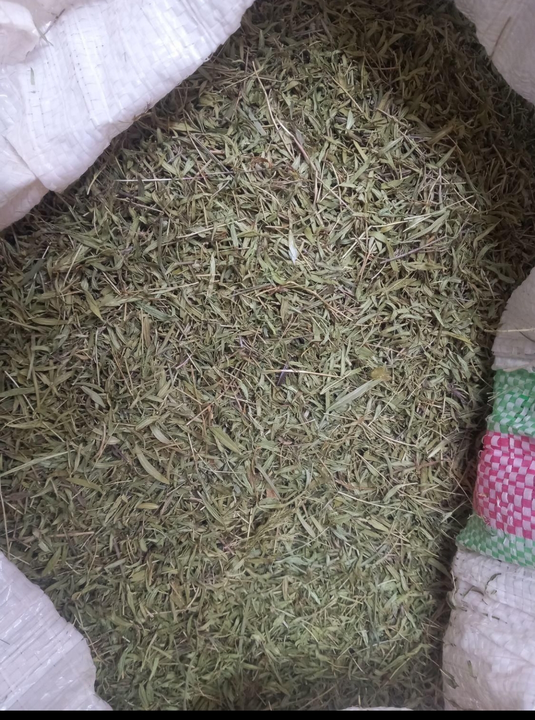   آویشن کوهی 